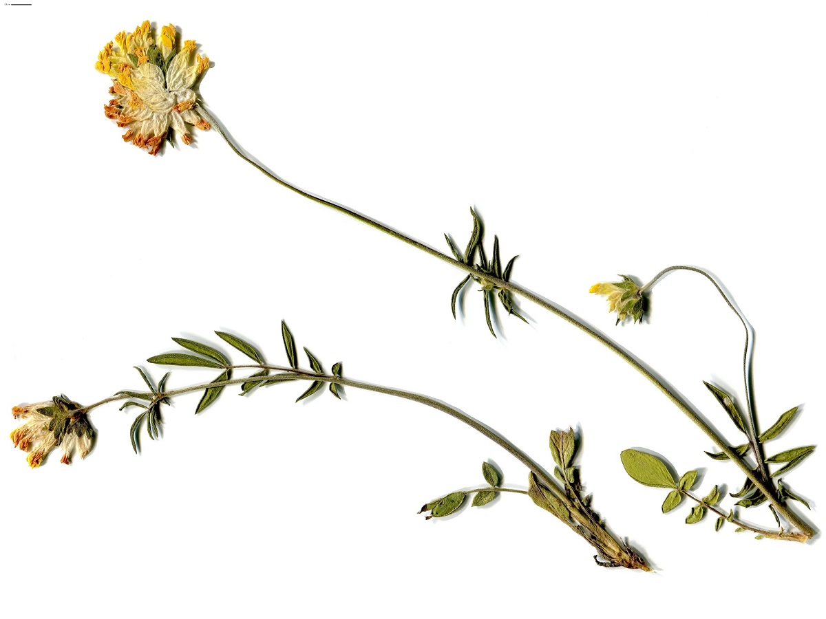 Anthyllis vulneraria subsp. vulneraria (Fabaceae)